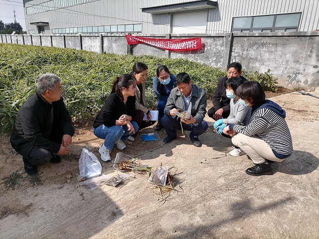 防治生姜根腐病，环境微生物党支部在行动