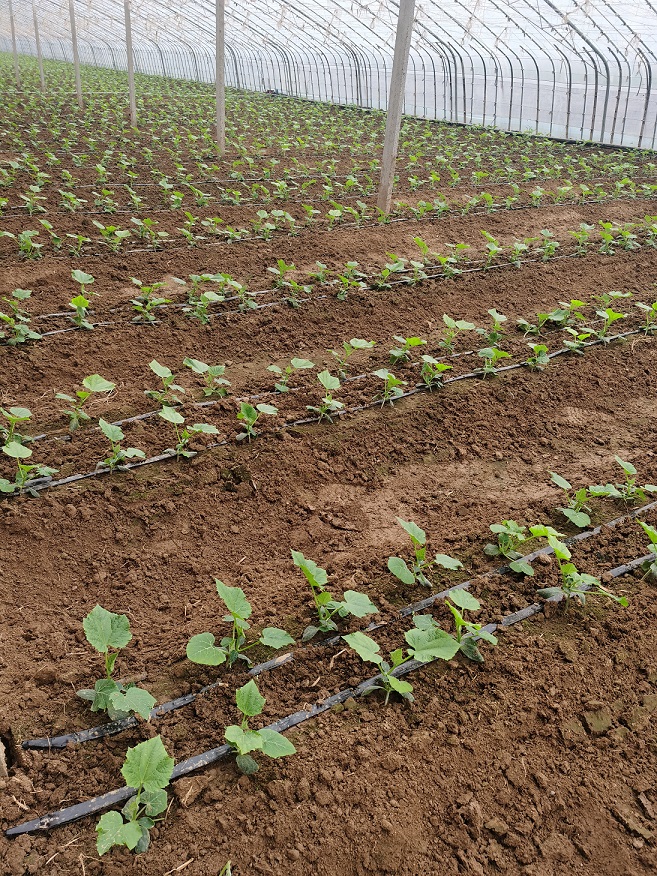 环境学部环境微生物团队在济阳曲堤建设黄瓜全程绿色防控示范园