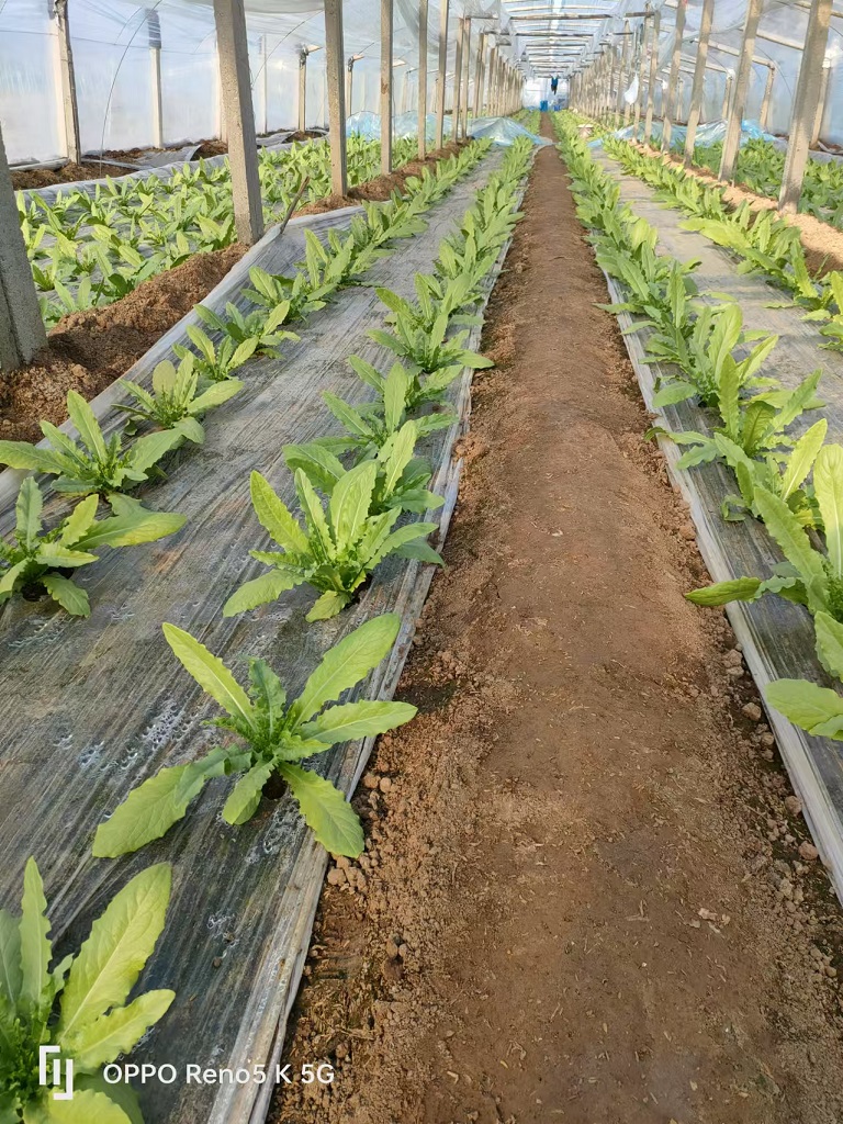 环境微生物团队在青州黄楼开展灰霉菌核病生物防控示范