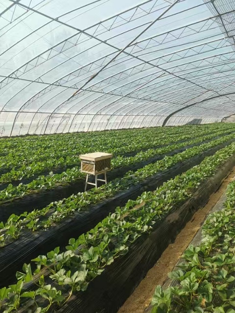 董家环境微生物草莓绿色防控示范园建成