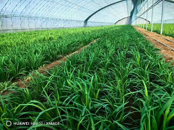 环境学部环境微生物团队参与构建的韭菜安全生产模式入选农业农村部第一批安全优质生产模式